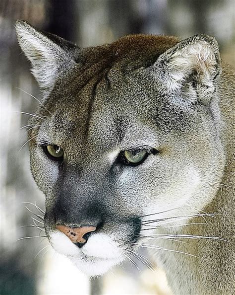 Cougars in Wisconsin